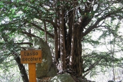 tasso_secolare
